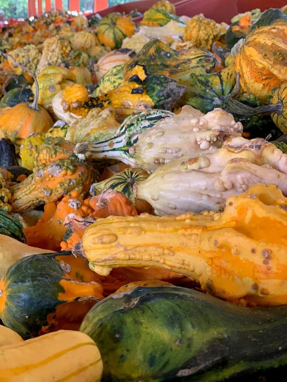 There are plenty of colorful gourds to choose from.